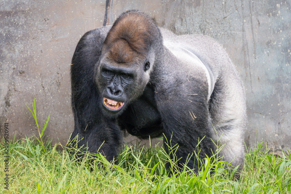Fototapeta premium Western Lowland Gorilla