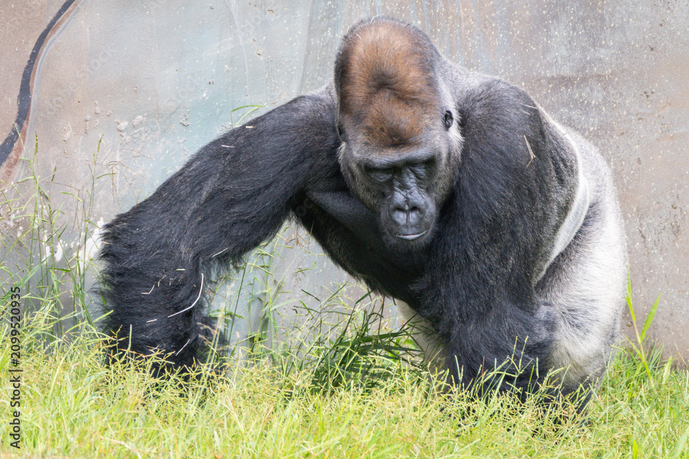Fototapeta premium Western Lowland Gorilla