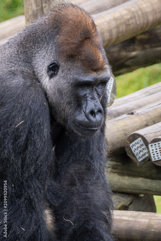 Fototapeta premium Western Lowland Gorilla