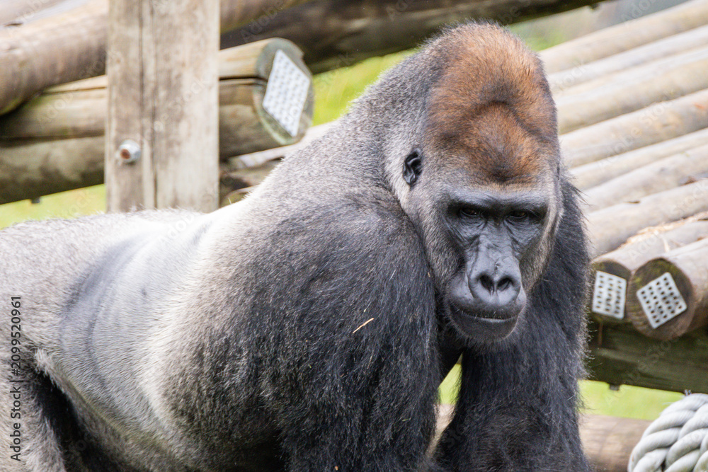 Fototapeta premium Western Lowland Gorilla