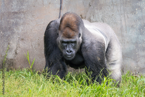 Obraz na płótnie Western Lowland Gorilla