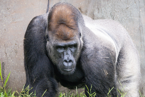 Foto Western Lowland Gorilla