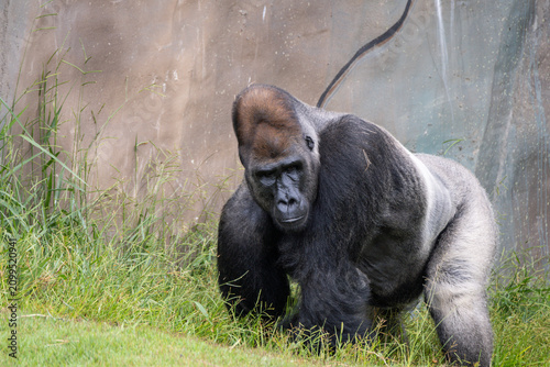 Canvastavla Western Lowland Gorilla