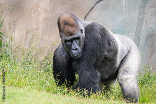 Canvastavla Western Lowland Gorilla