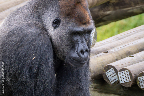 Canvastavla Western Lowland Gorilla