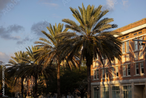 Bild auf Leinwand The setting sun illuminates the buildings and palm trees of downtown Gainesville, Florida, USA