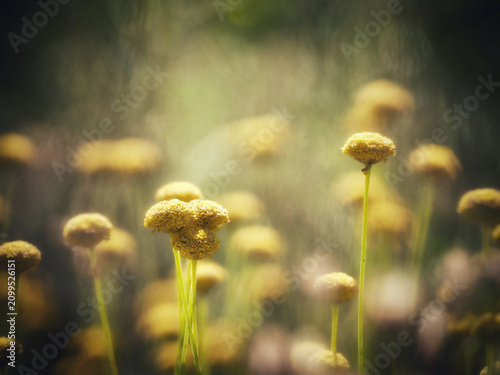 Dark Moody of Yellow Santolina Flowers Blooming in a Meadow