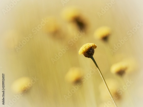 Yellow Santolina Flowers Blooming in a Meadow