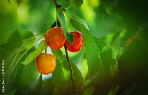 Ripe Cherries Hanging on Tree Branch in Orchard