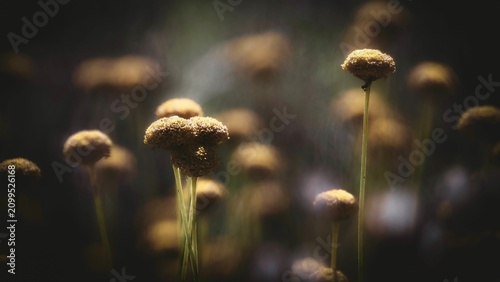 Yellow Santolina Flowers Blooming in a Meadow
