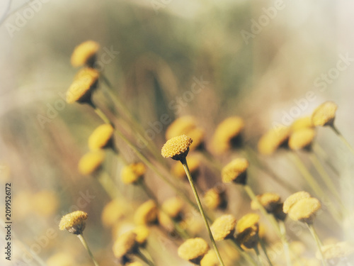Yellow Billy Button Flowers Blooming in a Meadow