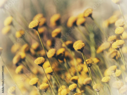 Yellow Santolina Flowers Blooming in a Meadow