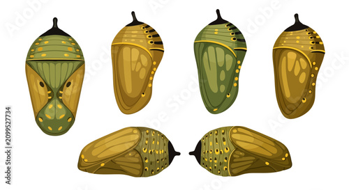 Foto Set of Monarch Butterfly Chrysalis Stages Vector Illustration
