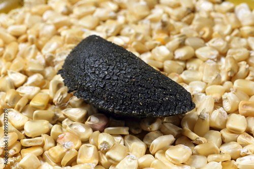 Cornmeal mush pastry served on ears of corn of various colors.