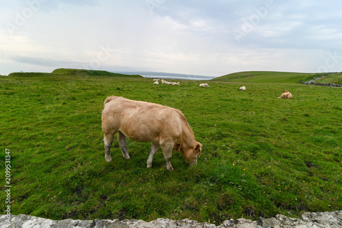 Charolais cattle in Ireland