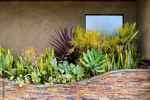 Obraz na płótnie Succulent garden bed with agave, snake plants and firesticks near a stucco wall