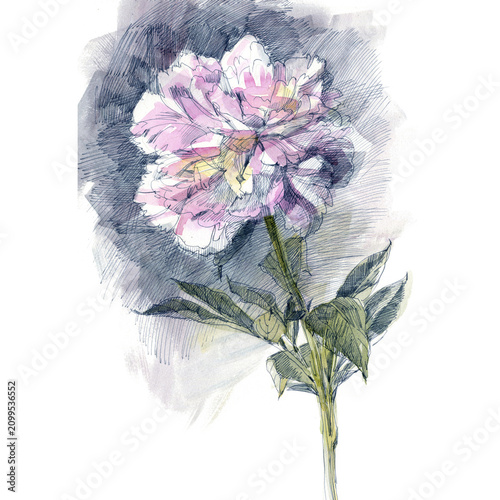 Watercolor illustration of peony flower isolated on white background.