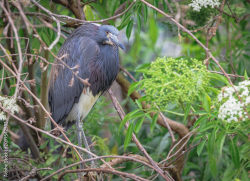 Tri-colored Heron on a nest at a bird rookery in St Augustine Florida.