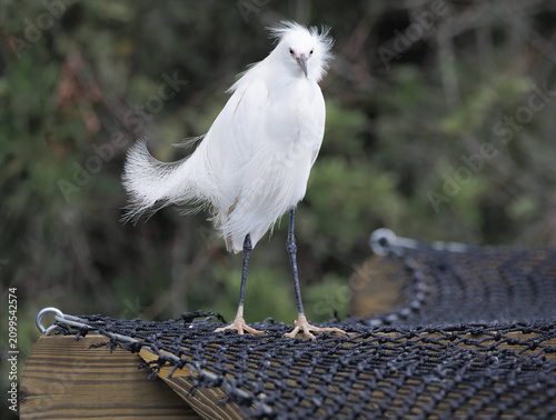 Little White Egret sitting on a fence at an alligator farm in St Augustine Florida.