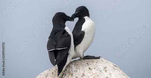 Photos Razorbill birds affectionate and making a heart