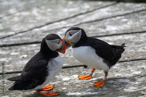 Φωτογραφία Atlantic Puffins affectionate