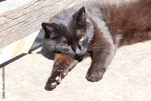 Black cat resting on a rustic wooden porch in bright sunlight