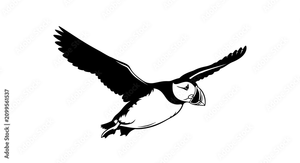 Fototapeta premium Black and white illustration of a puffin bird in flight with wings spread.