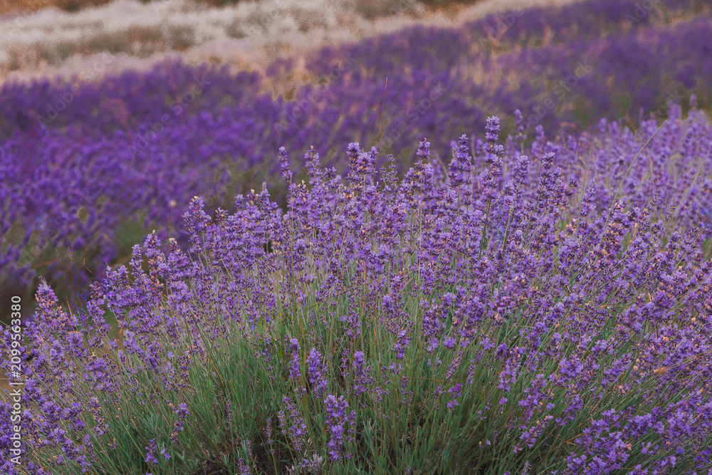 Obraz premium Lavender bushes close-up: Blooming purple english lavender (Lavandula angustifolia) at Bonnieheath Estate Lavender and Winery, Southern Ontario.