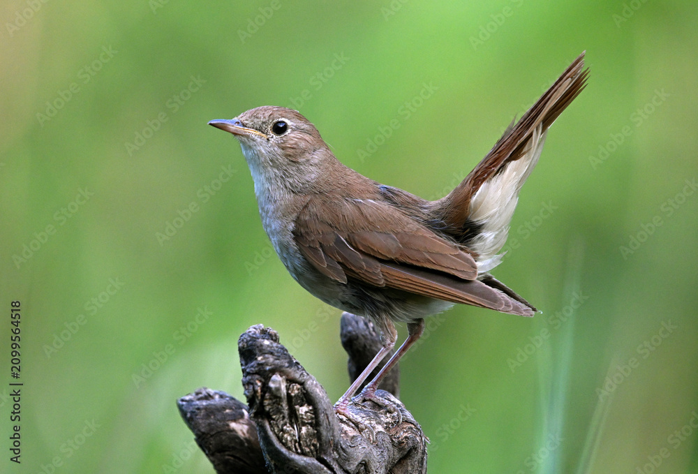 Fototapeta premium a beautiful nightingale in the wild against a green background