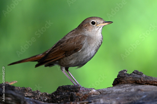 Foto a beautiful nightingale bird perched in freedom