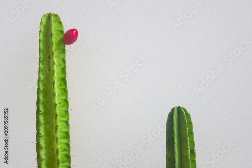 cactus bloom close-up.