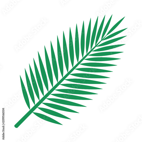 Tableau sur toile Isolated green palm frond with distinct pinnate leaves against a clean white background, representing tropical nature and summer
