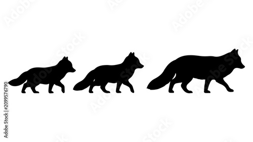 Fotografi Silhouettes of Three Howling Wolves in a Row.