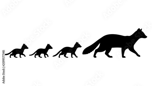 Foto Evolution of Canines from Puppies to Adult Wolf.