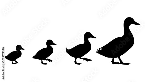 Φωτογραφία Silhouettes of Four Ducks Walking in a Line.