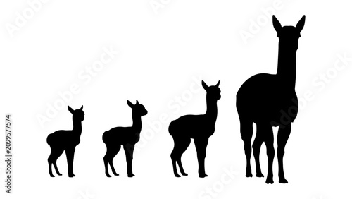 Fotografie Silhouettes of Giraffes in Different Sizes on White Background.