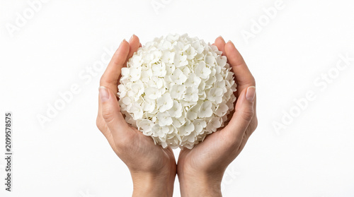 Symmetrical front view of both hands holding a perfectly round white hydrangea bloom.
