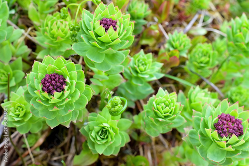 Western Roseroot (Rhodiola integrifolia) growing in Alaska's Talkeetna mountains.