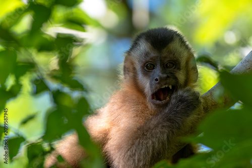 Fényképezés Macaco Prego