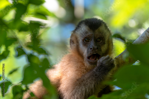 Vászonkép Macaco Prego