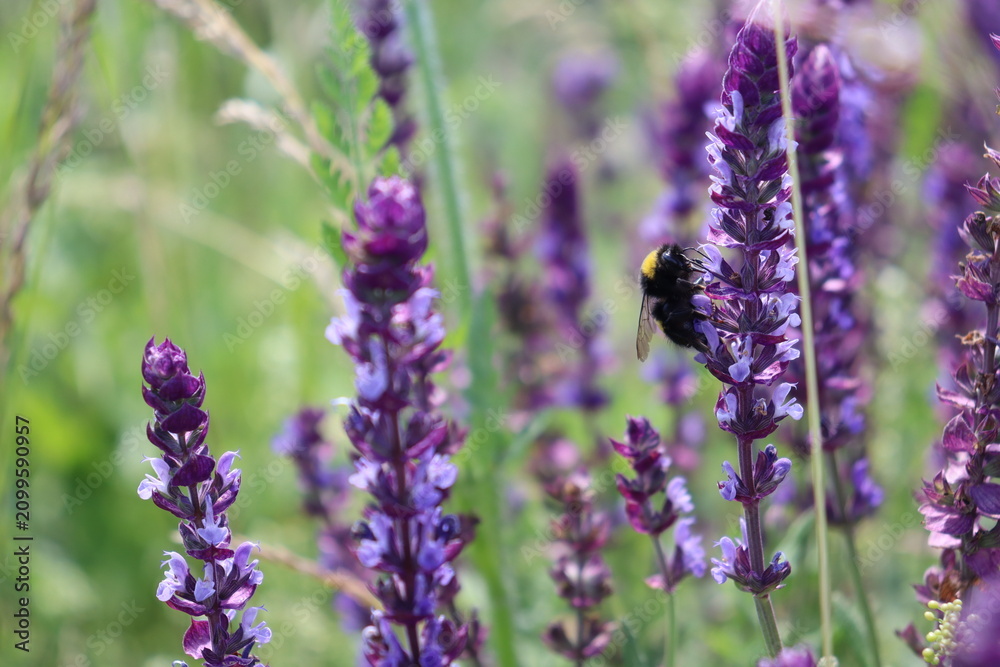 Fototapeta premium Bumblebee collecting nectar on purple sage flowers in summer meadow
