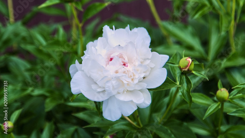 A horizontal close-up shot of a blooming white peony with delicate petals among the bush's thick green leaves.