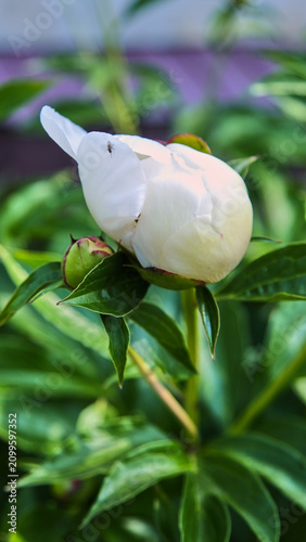 Close-up of a closed white peony bud with a small fly on a delicate petal surrounded by blurred green leaves.