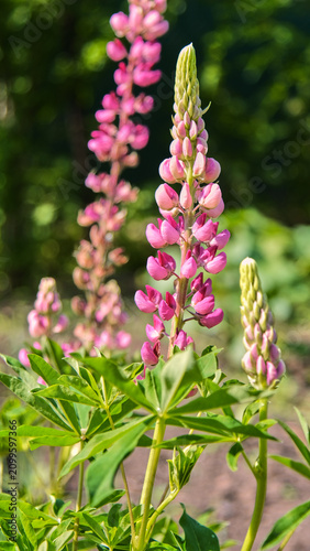 A vertical shot of blooming pink lupines towering on long stems in the bright summer sun in a garden.