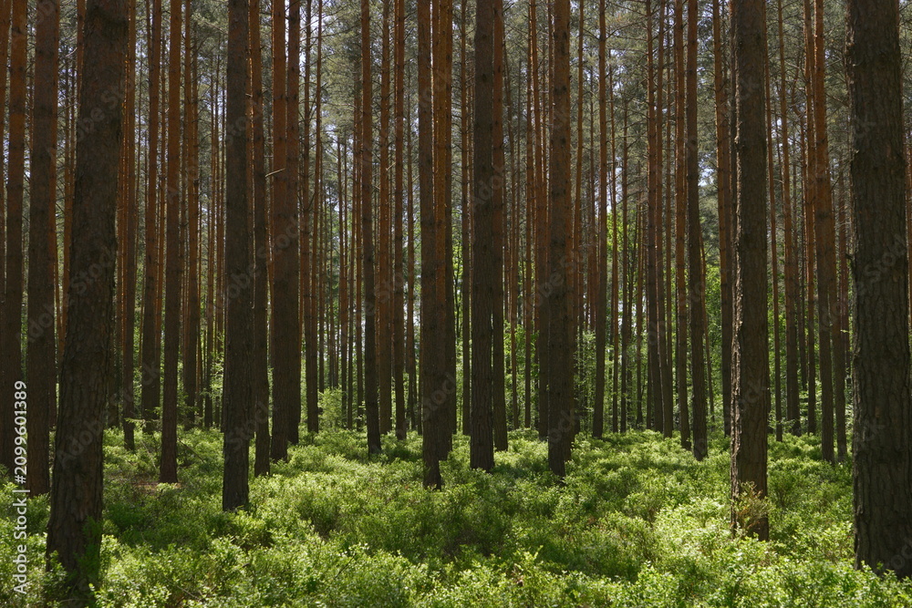 Fototapeta premium Natural Filters Through Tall Pine Trees Creating Dappled Illumination and Shadow