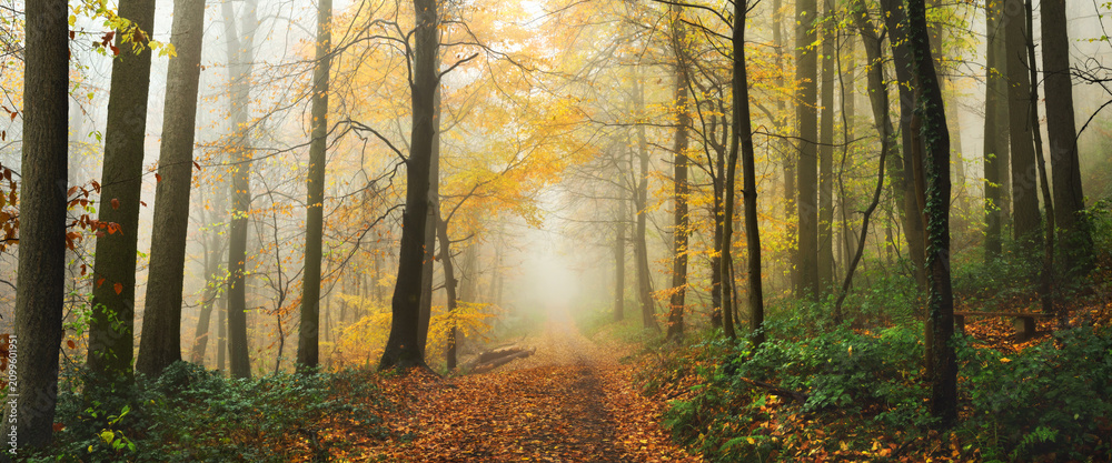 Obraz premium Dreamy nature scenery with fairytale golden mood in a foggy forest in autumn, with a soft beam of light illuminating the mist
