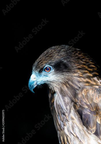 Obraz na plátně A cool, intimidating hawk eye