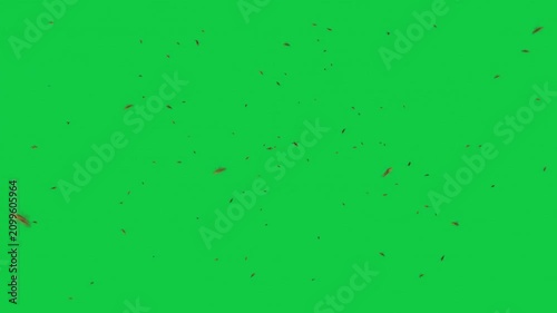 5 Bee Wasp Swarm Fullscreen Animation Pack – Dense, Medium, Close Flyby, Cloud, Mixed Depth – Green Screen Overlay Graphic Element