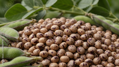 Soybeans on the Plant: A close-up of a pile of freshly harvested soybeans, their speckled shells glistening, surrounded by the plant's green leaves and pods.