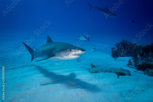 Tiger shark cruising above a sandy seabed with a background reef shark